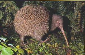 NZ Kiwi #2