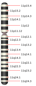 chromosome 11 schematic