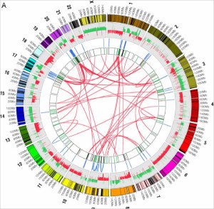 chromosomal base pair copy errors mapping